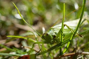 Close-up portrait of a green grasshopper in the grass. photo