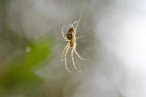 araña en un web en un borroso antecedentes. foto