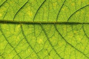 Macro texture of green floral leaf. photo