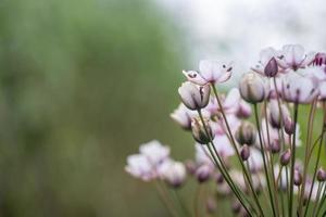 Butomus umbellatu, bloom in the spring season. photo