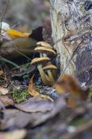 un familia de hongos a el base de un árbol en el otoño bosque. foto