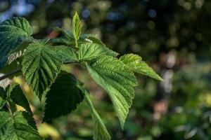 Small drops of dew on the green leaves of a raspberry bush photo