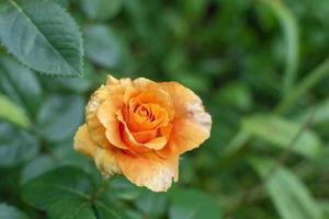 Orange rose in the garden photo