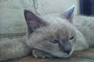 soñoliento blanco gato con gris orejas foto