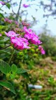 Lantana montevidensis flowers photo