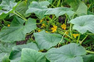 flowering fresh zucchini in the vegetable garden photo