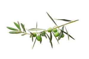 green twig of olive tree branch with berries isolated on white background photo