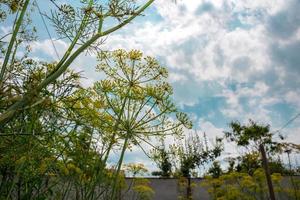 Yellow flower of dill in the garden, yellow dill close up, summer day. photo