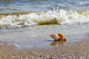 almeja de concha solitaria en la arena de la playa cerca de la orilla del mar foto