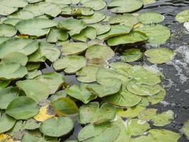 waterlily in pond photo
