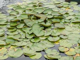 waterlily in pond photo