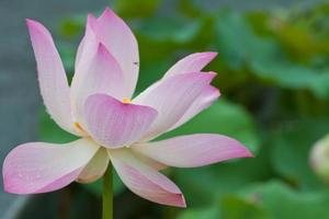 beautiful lotus with water photo