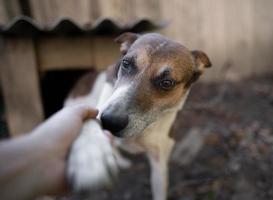 A lonely and sad guard dog on a chain near a dog house outdoors. photo