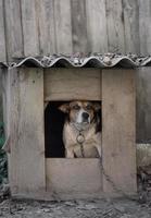 A lonely and sad guard dog on a chain near a dog house outdoors. photo