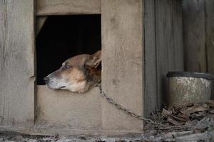 A lonely and sad guard dog on a chain near a dog house outdoors. photo