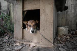 A lonely and sad guard dog on a chain near a dog house outdoors. photo