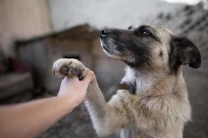 un solitario y triste Guardia perro en un cadena cerca un perro casa al aire libre. foto