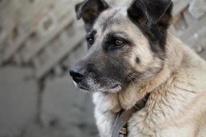 A lonely and sad guard dog on a chain near a dog house outdoors. photo