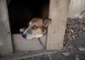 A lonely and sad guard dog on a chain near a dog house outdoors. photo