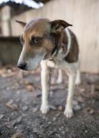 A lonely and sad guard dog on a chain near a dog house outdoors. photo