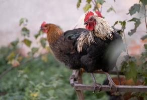 beautiful chickens and roosters outdoors in the yard. photo