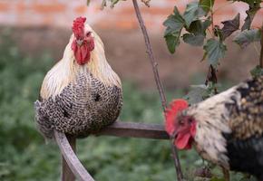 beautiful chickens and roosters outdoors in the yard. photo