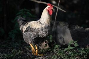 beautiful chickens and roosters outdoors in the yard. photo