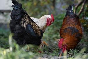 beautiful chickens and roosters outdoors in the yard. photo