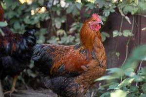 beautiful chickens and roosters outdoors in the yard. photo