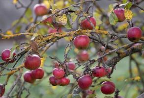 many ripe red apples on a tree branch. photo