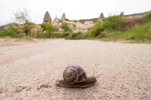 el caracol gatea un largo camino foto