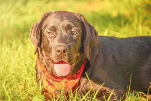 Labrador perdiguero perro en un Víspera de Todos los Santos pañuelo mentiras en el césped. retrato de un Labrador cachorro. Víspera de Todos los Santos. foto