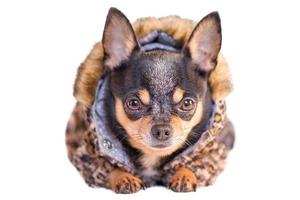 Cute chihuahua isolate on white. Portrait of an adult small breed dog. A pet, an animal. photo