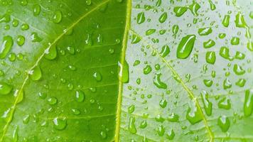 verde hoja con gotas de agua. después el lluvia. foto