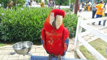 bogor, Indonesia, diciembre 20, 2022 - cerca arriba de un escarlata guacamayo loro en pie en sus jaula a un turista Mancha foto