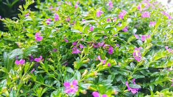 Lavender Lace flower or Cuphea hyssopifolia with flying bees in the tropical garden photo