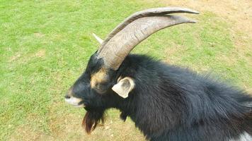 Close up of a black and white pygmy goat with horns on a farm photo