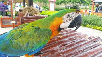 A catalina macaw or rainbow macaw standing in its cage at a tourist spot photo