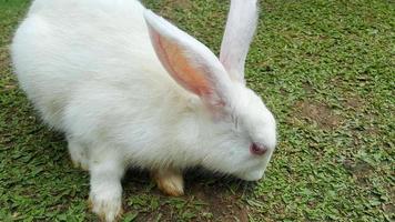 A white rabbit foraging in the grass field photo