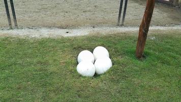 Four ostrich eggs on a farm photo