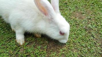 A white rabbit foraging in the grass field photo