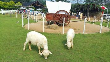 White merino sheep foraging in the grass field on a farm photo