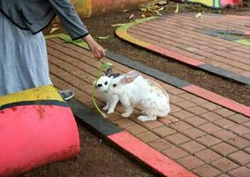 Cute rabbit eating food from a persons hand. photo