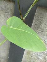 Plant with ear shape leaf and wall abstract green background of nature photo