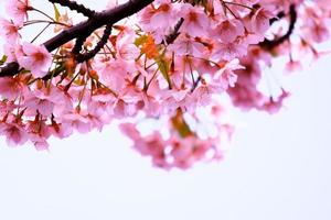 color pastel suave hermosa flor de cerezo sakura floreciendo con desvanecimiento en flor de sakura rosa pastel, plena floración una temporada de primavera en japón foto