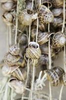 Snail Shells in street photo