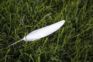 White feather on the grass photo