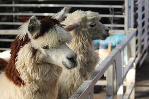 Alpaca head. Alpaca photo