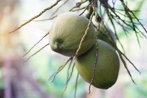 Organic coconut fruits hangs on tree in garden. Concept ,Agriculture crop in Thailand. Thai farmers grow coconuts  MaProw NamHom to sell . Summer fruits that can be grown at home or garden. photo