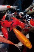 koi goldfish with various beautiful colors in a clear pond photo